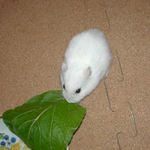 小松菜に食いつくアイ