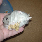 粟の穂で腹出し食い中のコーキ