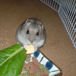 高野豆腐を食べるコーキ