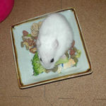 ブロッコリーを食べるアイ