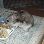 くるみを食べるユウキ