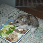 ブロッコリーを食べるユウキ