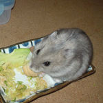 ちびっこクロワッサンを食べるコーキ