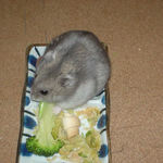 ブロッコリーを食べるコーキ