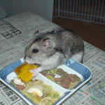 カボチャを食べるユウキ