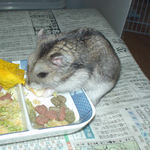 チーズを食べるユウキ