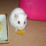 カボチャを食べるアイ