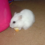 チーズに食いつくアイ