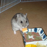 チーズを食べるコーキ