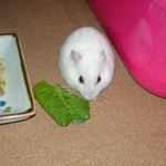 小松菜に食いつくアイ