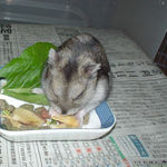 パイナップルチップに食いつくユウキ