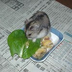 小松菜に食いつくユウキ