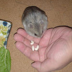 コメコメポップを頂くコーキ