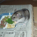 ブロッコリーを食べるユウキ