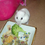 ブロッコリーを食べるアイ