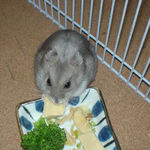 高野豆腐を食べるコーキ