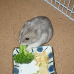 ブロッコリーを食べるコーキ