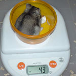 ユウキは先週と体重は変わらず