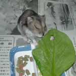 小松菜を食べるユウキ