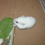 小松菜を食べるアイ