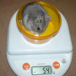 コーキは少し体重減少