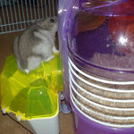 大慌てのコーキ