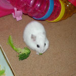 ブロッコリーを食べるアイ