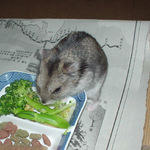 ブロッコリーを食べるユウキ