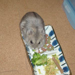 ブロッコリーを食べるコーキ