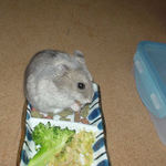 ミートジャーキーに食いつくコーキ