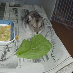 小松菜を食べるユウキ