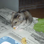 パイナップルチップを食べるユウキ