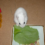 小松菜を食べるアイ