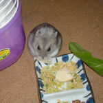 バナナチップに食いつくコーキ