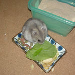 小松菜を食べるコーキ