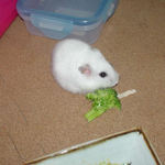 ブロッコリーを食べるアイ