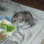 ブロッコリーに食いついてるユウキ