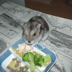 ちびっこクロワッサンに食いつくユウキ