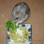 ブロッコリーを食べるコーキ