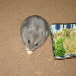 ちびっこクロワッサンを食べるコーキ