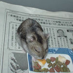 チーズを食べるユウキ