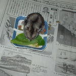 小松菜を食べるユウキ