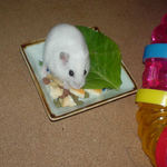 チーズに食いつくアイ