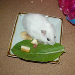 小松菜を食べるアイ