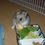 チーズに食いついているコーキ