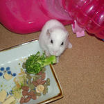 ブロッコリーを食べるアイ