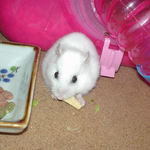 高野豆腐に食いつくアイ