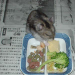 高野豆腐に食いつくユウキ