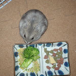 ブロッコリーに食いつくコーキ