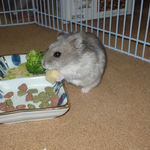 高野豆腐を食べるコーキ